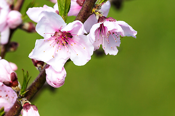 포토 JPG 해외이미지 나무 식물 꽃 분홍색 백그라운드 농업 자연 하늘 사람없음 초록색 여름 파란색 정원 봄 벚꽃 흰색 개화 소프트포커스 복숭아 해외202004 해외포토 계절 산업 컬러 과일 촬영기법 생태계 파일형식 이미지허브