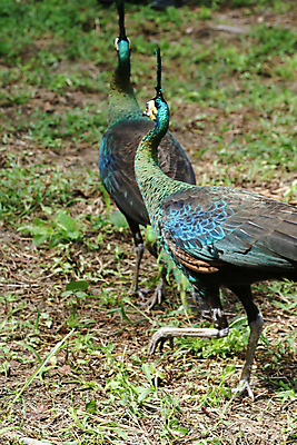 포토 JPG 해외이미지 나무 동물 1 야생동물 백그라운드 잎 오렌지 노래 자연 조류 휴식 종류 앉기 사람없음 야외 빨간색 초록색 여름 파란색 우주 봄 회색 바위 흰색 나뭇가지 공작 묘사 싱글 생물학 서식지 생태학 해외202004 해외포토 식물 계절 교육 음악 컬러 컨셉 과일 모션 돌_바위 생태계 파일형식 이미지허브