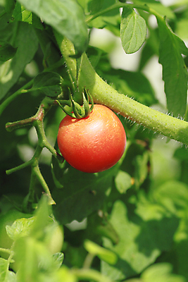 포토 JPG 해외이미지 식물 음식 잎 토마토 채소 과일 자연 건강 사람없음 빨간색 초록색 정원 샐러드 신선 유기농 숙성 채식주의자 해외202004 해외포토 웰빙 컬러 생태계 채식 파일형식 이미지허브