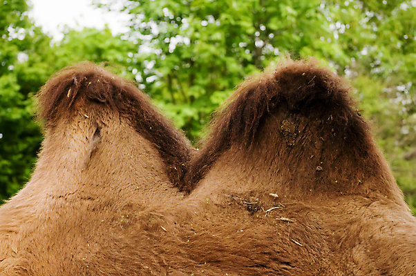 포토 JPG 해외이미지 동물 2 포유류 자연 추상 털 사람없음 야외 옆모습 가로 정상 주식 묘사 낙타 부드러움 혹 공급 해외202004 해외포토 뷰포인트 무늬 금융 감각 생태계 파일형식 이미지허브