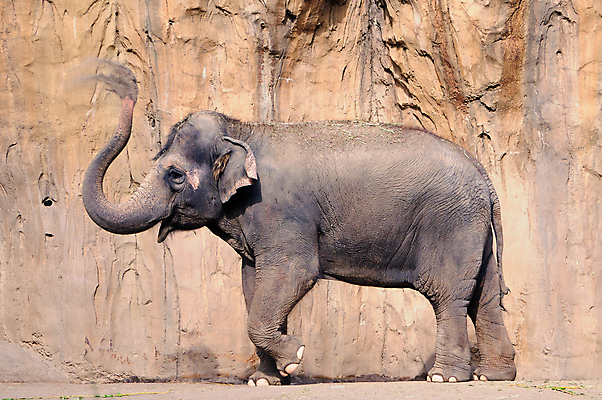 포토 JPG 해외이미지 동물 야생동물 벽 포유류 모션 코끼리 동물원 성인 사람없음 걷기 산책 동굴 큼 먼지 트럼펫 진흙 해외202004 해외포토 휴식 사람 크기 금관악기 파일형식 이미지허브