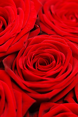 포토 JPG 해외이미지 식물 꽃잎 꽃 감정 꽃다발 결혼 자연 발렌타인데이 선물 사랑 사람없음 빨간색 장미 새싹 활발 벚꽃 신선 생일 향수 꽃봉오리 아로마 아로마테라피 내추럴 샤워실 해외202004 해외포토 기념일 컬러 컨셉 데이이벤트 이벤트 화장품 생태계 테라피 샤워시설 파일형식 이미지허브