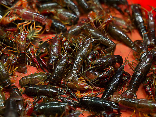 포토 JPG 해외이미지 음식 조개 갑각류 사람없음 가로 아기 신선 시장 작음 가재 바닷가재 해산물 날것 생식 생존 해외202004 해외포토 동물 어패류 사람 크기 파일형식 이미지허브