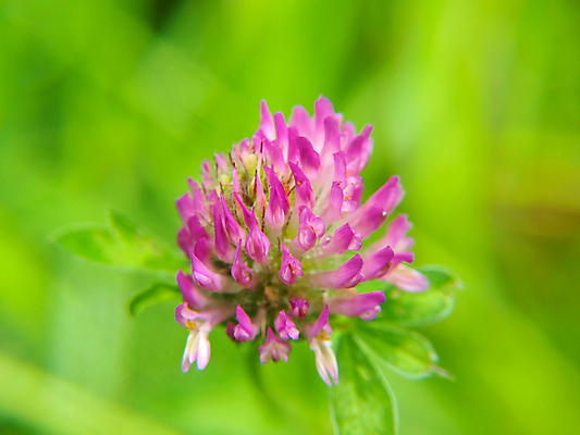 포토 JPG 해외이미지 식물 꽃잎 꽃 줄기 분홍색 백그라운드 잎 꽃무늬 자연 사람없음 빨간색 세로 초록색 여름 약 머리 보라색 벚꽃 흰색 신선 행운 차 달콤 클로버 허브 싱글 꿀 테라피 내추럴 고립 꽃수술 해외202004 해외포토 계절 음료 컬러 컨셉 무늬 의학 신체부위 뷰티 맛 생태계 파일형식 이미지허브