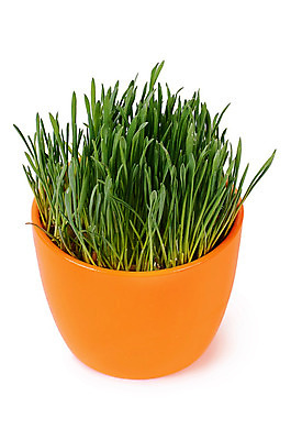 포토 JPG 해외이미지 식물 화분 백그라운드 컨셉 잎 자연 잔디 사람없음 초록색 여름 꽃병 봄 성장 신선 허브 오브젝트 원예 심기 해외202004 해외포토 계절 꽃 컬러 모션 취미 생태계 파일형식 이미지허브