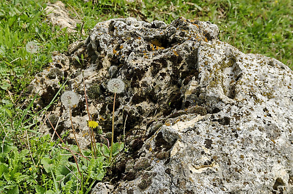 포토 JPG 해외이미지 식물 꽃 백그라운드 밭 건축양식 부분 미술 사람없음 야외 여름 환경 바위 개화 민들레 일반 불가리아 해외202004 해외포토 계절 건축 농업 문화예술 돌_바위 파일형식 남유럽 이미지허브