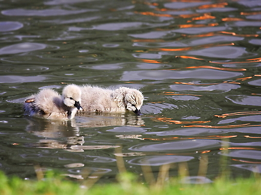 포토 JPG 해외이미지 나무 동물 호수 야생동물 어린이 가족 자연 조류 엄마 함께함 병아리 사람없음 빨간색 초록색 물 파란색 강 반사 갈색 검은색 수영 침묵 봄 젖음 흰색 자녀 아기 연못 우아함 호주 보호 깃털 부리 백조 목 솜털 결백 해외202004 해외포토 자연요소 식물 계절 컬러 컨셉 관계 사람 신체부위 소리 수상스포츠 오세아니아 생태계 파일형식 이미지허브