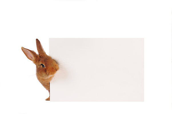 포토 JPG 해외이미지 동물 행복 백그라운드 장난 텍스트 부활절 수염 털 사람없음 반려동물 갈색 봄 흰색 토끼 발표 달콤 모피 메뉴 귀 부드러움 솜털 고립 해외202004 해외포토 계절 기념일 감정 컬러 포유류 신체부위 감각 맛 파일형식 이미지허브