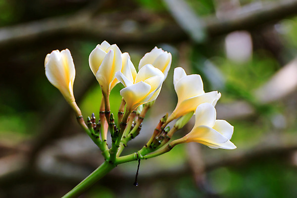포토 JPG 해외이미지 식물 계절 꽃잎 꽃 섬 백그라운드 잎 꽃무늬 자연 휴가 동양인 사람없음 여름 노란색 정원 스파 봄 벚꽃 흰색 개화 달콤 다발 향수 주기 휴양지 질감 향기 열정 부드러움 태평양 내추럴 파라다이스 스타일 해외202004 해외포토 감정 바다 컬러 무늬 모션 인종 화장품 장소 감각 맛 생태계 냄새 파일형식 이미지허브