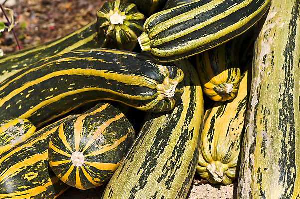 포토 JPG 해외이미지 나무 계절 음식 벽 줄기 밭 채소 오렌지 재료 자연 호박 사람없음 야외 장식 빨간색 농장 갈색 노란색 바구니 우주 환경 침묵 미니어처 할로윈 수확 가을 등불 시장 무서움 심볼 추수감사절 스쿼시 가면무도회 많음 해외202004 해외포토 식물 감정 기독교 스포츠 컬러 컨셉 농업 과일 조명 구기 모형 소리 생태계 무도회 파일형식 이미지허브