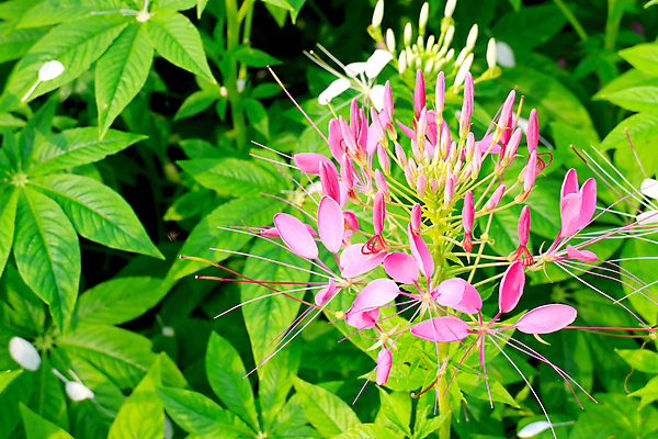 포토 JPG 해외이미지 식물 공원 꽃 분홍색 백그라운드 꽃무늬 자연 풍경 사람없음 야외 가로 초록색 여름 컬러풀 정원 보라색 봄 성장 신선 개화 가시 닫기 만족 그림 원예 조경 화단 거미 내추럴 많음 해외202004 해외포토 계절 공공시설 감정 컬러 곤충 컨셉 무늬 모션 취미 생태계 파일형식 이미지허브