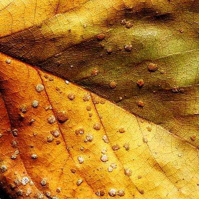 포토 JPG 해외이미지 나무 식물 계절 백그라운드 잎 꽃무늬 패턴 자연 추상 건조 골격 세포 사람없음 환경 정원 줄무늬 성장 가을 유기농 원예 질감 생물학 대각선 스트라이크 옛날 해외202004 해외포토 웰빙 교육 꽃 선 무늬 취미 생태계 파일형식 이미지허브