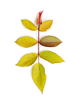 포토 JPG 해외이미지 나무 디자인 계절 백그라운드 컨셉 잎 오렌지 텍스트 자연 추상 프레임 건조 미술 사람없음 장식 빨간색 초록색 햇빛 태양 노란색 쪽지 가을 신용카드 메시지 변화 황금 9월 편지 자작나무 10월 구성 돌리기 카피스페이스 해외202004 해외포토 자연요소 식물 컬러 무늬 과일 모션 문화예술 금융 공백 날짜 생태계 파일형식 이미지허브