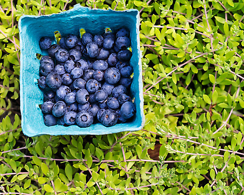 포토 JPG 해외이미지 음식 과일 사람없음 초록색 파란색 수확 원예 블루베리 레시피 성분 밭일 해외202004 해외포토 컬러 농업 취미 파일형식 이미지허브