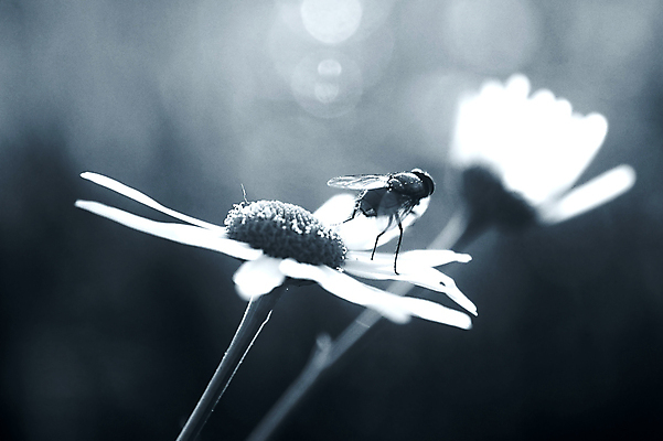 포토 JPG 해외이미지 식물 동물 꽃 야생동물 곤충 자연 흑백 사람없음 빛 닫기 데이지 오르기 내추럴 해외202004 해외포토 모션 촬영기법 생태계 파일형식 이미지허브
