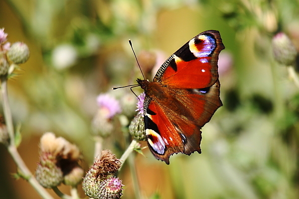 포토 JPG 해외이미지 동물 꽃 유럽 야생동물 나비 곤충 백그라운드 잎 신체 날개 오렌지 일러스트 자연 안테나 종류 사람없음 빨간색 초록색 여름 파란색 컬러풀 노란색 정원 검은색 화목 펼침 회색 흰색 나뭇가지 시골 벌레 공작 강렬 동물상 해외202004 해외포토 나무 식물 계절 나라 컬러 컨셉 과일 통신 모션 조류 조형물 생태계 파일형식 이미지허브