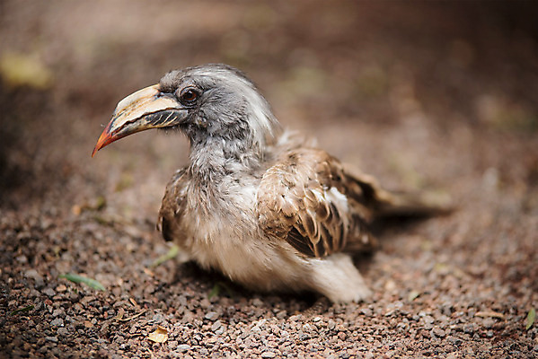 포토 JPG 해외이미지 동물 야생동물 백그라운드 날개 자연 조류 동물원 사람없음 컬러풀 회색 숲 깃털 호기심 부리 내추럴 이국적 해외202004 해외포토 감정 컬러 컨셉 생태계 파일형식 이미지허브