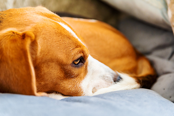 포토 JPG 해외이미지 동물 행복 백그라운드 포유류 휴식 주택 털 실내 따뜻함 사람없음 내부 반려동물 소파 방 침대 잠 유머 개 달콤 강아지 질병 모피 사냥개 비글 송곳니 거짓말 기르기 안락 해외202004 해외포토 감정 가구 컨셉 의자 의학 건물 맛 치아 돌봄 파일형식 이미지허브