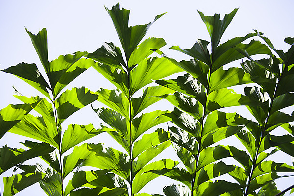 포토 JPG 해외이미지 나무 식물 배너 계절 포스터 백그라운드 잎 일러스트 자연 추상 사람없음 야외 초록색 여름 우주 환경 봄 활발 성장 덮개 나뭇가지 신선 선택 숲 에코 내추럴 생태학 해외202004 해외포토 교육 컬러 컨셉 무늬 뚜껑 생태계 파일형식 이미지허브