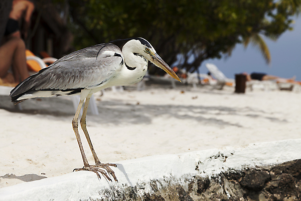 포토 JPG 해외이미지 동물 야생동물 모래 파도 바다 자연 조류 하늘 사람없음 야외 물 여름 태양 걷기 침묵 왜가리 해외202004 해외포토 자연요소 계절 모션 소리 생태계 파일형식 이미지허브
