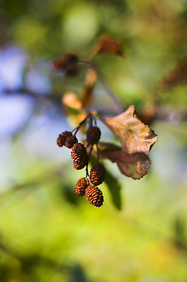 포토 JPG 해외이미지 나무 식물 열매 음식 줄기 잎 자연 사람없음 빨간색 초록색 빛 노란색 덮개 해외202004 해외포토 컬러 뚜껑 생태계 파일형식 이미지허브