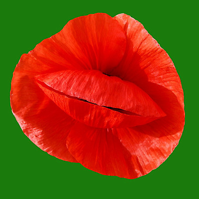 포토 JPG 해외이미지 식물 꽃 잎 꽃무늬 밭 자연 풍경 사람없음 장식 빨간색 초록색 여름 햇빛 정원 맑음 검은색 봄 활발 벚꽃 시골 허브 싱글 양귀비 내추럴 해외202004 해외포토 계절 컬러 컨셉 무늬 농업 날씨 태양 생태계 파일형식 이미지허브