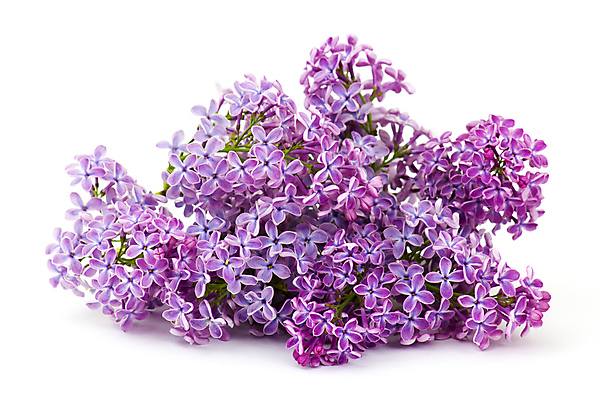 포토 JPG 해외이미지 식물 계절 꽃 꽃다발 백그라운드 잎 꽃무늬 추상 선물 경사 사람없음 장식 가로 컬러풀 우주 정원 봄 흰색 축하 신선 신용카드 개화 떨어짐 5월 다발 제비꽃 향수 묘사 냄새 부드러움 아로마테라피 라일락 고립 카피스페이스 해외202004 해외포토 컬러 컨셉 무늬 금융 화장품 공백 감각 날짜 테라피 파일형식 이미지허브