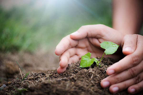 포토 JPG 해외이미지 나무 식물 1 손 계절 지구 어린이 백그라운드 컨셉 잎 농업 채소 가족 자연 새로움 관리 씨앗 사람없음 초록색 물 여름 새싹 환경 정원 흙 봄 성장 아기 신선 농부 숲 작음 땅 원예 뿌리 먼지 고립 땅바닥 모종 묘목 생태학 심기 해외202004 해외포토 자연요소 직업 교육 산업 컬러 관계 모션 바닥 사람 취미 신체부위 크기 생태계 파일형식 이미지허브