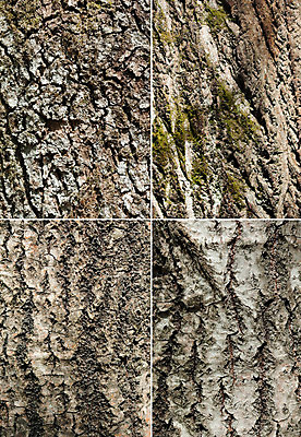 포토 JPG 해외이미지 나무 식물 백그라운드 패턴 자연 추상 이끼 사람없음 목재 장식 갈색 숲 질감 나무껍질 옛날 해외202004 해외포토 컬러 무늬 재료 껍질 생태계 파일형식 이미지허브