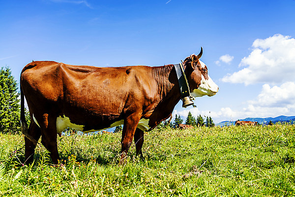 포토 JPG 해외이미지 동물 여자 농업 포유류 산 털 뿔 숙이기 사람없음 초록색 여름 농장 우유 프랑스 소 양배추 알프스 송아지 궤 샬레 반추동물 해외202004 해외포토 계절 유럽 산업 새끼 컬러 포즈 채소 유제품 실험기구 사람 파일형식 이미지허브