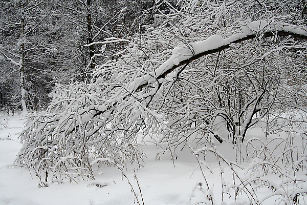 포토 JPG 해외이미지 나무 계절 공원 크리스마스 자연 날씨 휴가 풍경 사람없음 야외 냉동 얼음 침묵 회색 추위 흰색 나뭇가지 시골 인사 신선 숲 12월 서리 눈보라 1월 2월 반투명 폭설 눈내림 해외202004 해외포토 자연요소 식물 공공시설 기념일 컬러 눈_날씨 소리 예절 날짜 자연재해 생태계 파일형식 이미지허브