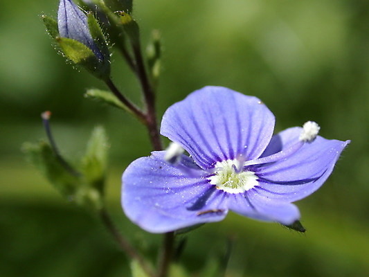 포토 JPG 해외이미지 식물 계절 꽃잎 꽃 백그라운드 잎 꽃무늬 자연 사람없음 빨간색 초록색 여름 노란색 정원 봄 벚꽃 신선 개화 닫기 데이지 꽃가루 해외202004 해외포토 컬러 무늬 모션 가루 생태계 파일형식 이미지허브