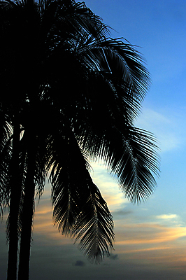 포토 JPG 해외이미지 나무 섬 여행 휴가 손바닥 사람없음 일몰 하와이 파라다이스 해외202004 해외포토 식물 손 노을 미국 파일형식 이미지허브