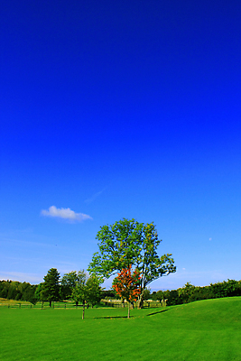 포토 JPG 해외이미지 나무 식물 구름 계절 백그라운드 밭 농업 자연 하늘 날씨 풍경 잔디 사람없음 야외 초록색 여름 파란색 햇빛 태양 농장 봄 시골 땅 장면 지역 밭일 수평선 해외202004 해외포토 자연요소 산업 컬러 생태계 파일형식 이미지허브