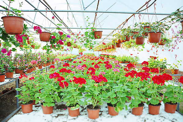 포토 JPG 해외이미지 식물 계절 꽃 산업 잎 꽃무늬 농업 비즈니스 주택 실내 사람없음 빨간색 초록색 여름 농장 농경지 세일 정원 봄 놀이방 성장 벚꽃 뜨거움 투명 개화 시장 상품 원예 상업 매각 밭일 온실 많음 그리너리 해외202004 해외포토 컬러 컨셉 무늬 취미 내부 건물 파일형식 트랜드컬러 이미지허브