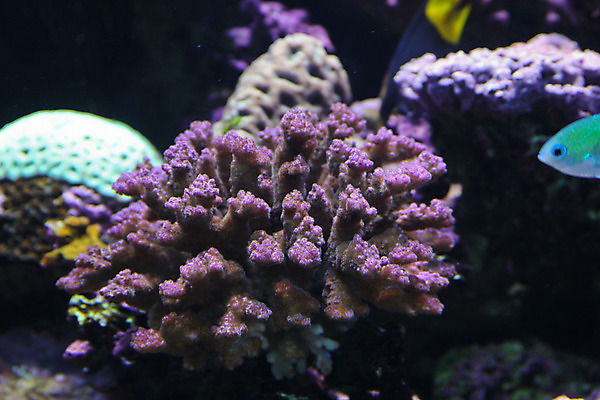 포토 JPG 해외이미지 사람없음 수중 닫기 수족관 해외202004 해외포토 모션 파일형식 이미지허브