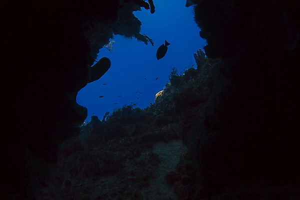 포토 JPG 해외이미지 야생동물 바다 학교 자연 열대 어류 풍경 사람없음 물 컬러풀 바닷속 수중 미국 다양 스노클링 산호 다이빙 암초 석호 깊이 동물상 소금물 이국적 해외202004 해외포토 자연요소 동물 교육 컬러 다수 북아메리카 조형물 수영 수중동물 수상스포츠 자포동물 생태계 수중스포츠 파일형식 이미지허브