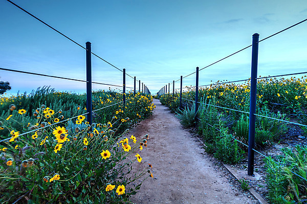 포토 JPG 해외이미지 길 바다 여행 자국 자연 파노라마 사람없음 미국 일몰 하이킹 황무지 데이지 캘리포니아 해외202004 해외포토 꽃 북아메리카 레저 촬영기법 노을 생태계 파일형식 이미지허브