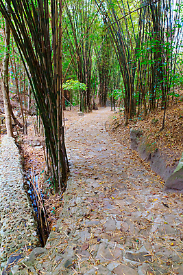 포토 JPG 해외이미지 나무 식물 아시아 문화 도로 길 줄기 잎 자연 풍경 사람없음 야외 장식 초록색 여름 빛 평화 정원 중국 침묵 산책 하이킹 성장 신선 숲 큼 대나무 원예 생물학 홍콩 단계 내추럴 방법 해외202004 해외포토 계절 교육 나라 컬러 컨셉 교통시설 레저 휴식 취미 소리 크기 생태계 파일형식 이미지허브