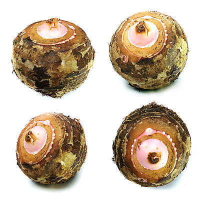 포토 JPG 해외이미지 식물 1 아시아 음식 백그라운드 농업 채소 과일 재료 감자 건강 옥수수 동양인 사람없음 갈색 정원 중국 젖음 수확 흰색 신선 달콤 먹기 싱글 유기농 귀 뿌리 넘어짐 녹말 식용 탄수화물 세련 해외202004 해외포토 웰빙 나라 산업 컬러 모션 곡류 인종 신체부위 맛 파일형식 이미지허브