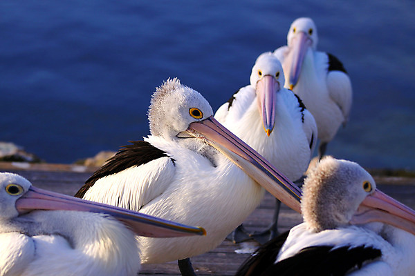포토 JPG 해외이미지 동물 야생동물 바다 섬 자연 조류 서기 사람없음 물 항구 그룹 호주 방파제 캥거루 남쪽 동물상 많음 해외202004 해외포토 자연요소 공공시설 컨셉 포유류 교통시설 모션 조형물 오세아니아 방향 생태계 파일형식 이미지허브