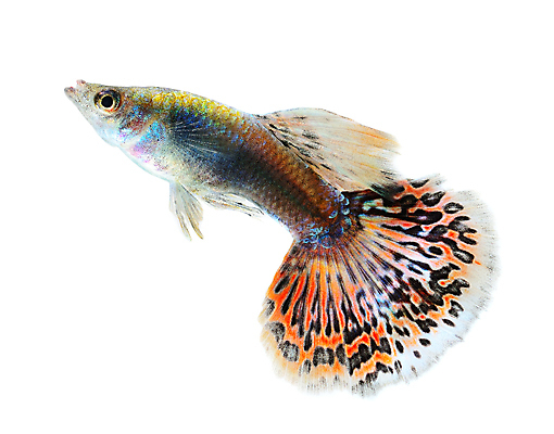 포토 JPG 해외이미지 동물 남자 백그라운드 이동 오렌지 모션 자연 어류 사람없음 장식 빨간색 물 반려동물 유행 검은색 수중 수영 신선 공작 꼬리 탱크 수족관 강렬 고립 해외202004 해외포토 자연요소 컬러 컨셉 과일 조류 사람 수중동물 수상스포츠 생태계 파일형식 이미지허브