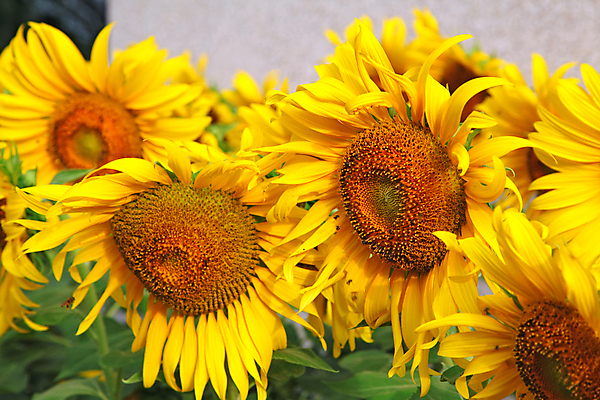 포토 JPG 해외이미지 식물 구름 꽃잎 꽃 백그라운드 꽃무늬 밭 벽지 해바라기 씨앗 풍경 사람없음 여름 컬러풀 태양 노란색 정원 맑음 봄 벚꽃 원형 큼 땅 유기농 원예 꽃가루 해외202004 해외포토 자연요소 도형 웰빙 계절 컬러 무늬 농업 날씨 취미 크기 가루 파일형식 이미지허브