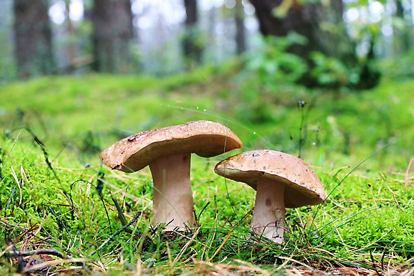 포토 JPG 해외이미지 식물 계절 음식 단풍 2 채소 재료 자연 건강 이끼 사람없음 목재 초록색 물 여름 갈색 식사 버섯 젖음 성장 가을 흰색 신선 떨어짐 숲 큼 수분 유기농 날것 내추럴 곰팡이 그물버섯 식용 채식주의자 캡모자 혼자 해외202004 해외포토 자연요소 나무 모자_잡화 웰빙 컬러 컨셉 잎 크기 생태계 채식 파일형식 이미지허브