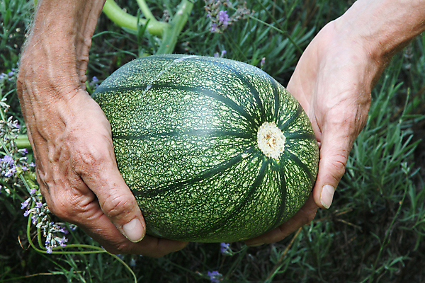 포토 JPG 해외이미지 계절 음식 채소 호박 건강 관리 사람없음 초록색 노란색 성장 신선 잡기 손톱 원예 통과 정맥 해외202004 해외포토 손 컬러 모션 취미 혈관 파일형식 이미지허브