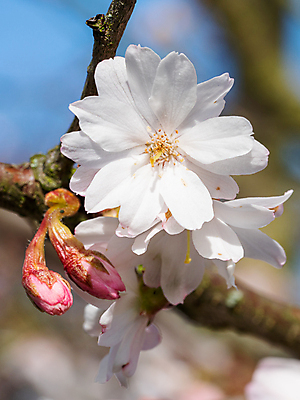 포토 JPG 해외이미지 나무 식물 계절 꽃잎 꽃 겨울 꽃무늬 자연 사람없음 야외 여름 환경 정원 봄 성장 벚꽃 신선 개화 닫기 관목 생태계 원예 화단 내추럴 영원 해외202004 해외포토 무늬 모션 취미 파일형식 이미지허브