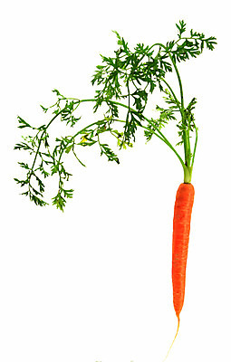 포토 JPG 해외이미지 1 음식 잎 채소 오렌지 재료 건강 사람없음 당근 아기 싱글 유기농 날것 뿌리 건강식 해외202004 해외포토 식물 웰빙 과일 뿌리채소 사람 파일형식 이미지허브