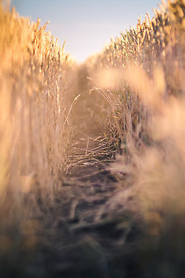 포토 JPG 해외이미지 식물 구름 계절 도로 길 음식 빵 줄기 백그라운드 패턴 밭 농업 자연 하늘 파노라마 옥수수 사람 풍경 사람없음 야외 여름 파란색 농작물 햇빛 태양 농장 농경지 노란색 환경 봄 수확 성장 흰색 시골 황금 낟알 땅 시리얼 밀 귀 장면 숙성 수평선 해외202004 해외포토 자연요소 산업 컬러 무늬 교통시설 곡류 촬영기법 신체부위 생태계 파일형식 이미지허브