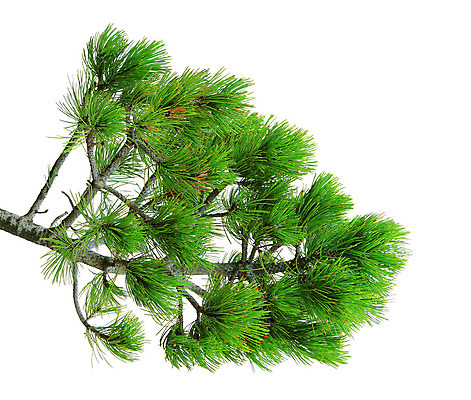 포토 JPG 해외이미지 나무 식물 1 줄기 잎 자연 사람없음 야외 목재 초록색 여름 새싹 환경 봄 성장 흰색 나뭇가지 소나무 가시 고독 큼 싱글 에코 생태계 침엽수 전나무 거인 내추럴 고립 모종 묘목 생태학 총쏘기 해외202004 해외포토 계절 교육 감정 컬러 재료 모션 크기 파일형식 이미지허브