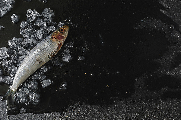 포토 JPG 해외이미지 종이 검은배경 어류 사람없음 얼음 검은색 공백 수확 신선 플랫 은색 가난 메뉴 에코 조감도 해외202004 해외포토 자연요소 컬러 백그라운드 컨셉 농업 환경 수중동물 파일형식 이미지허브